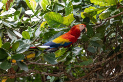 costa-rica-monteverde-04-pxhere