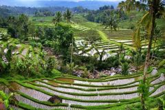 bali-rizieres-de-jatiluwih-01-globe-trotting
