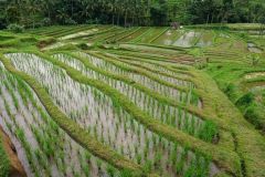 bali-rizieres-de-jatiluwih-03-globe-trotting